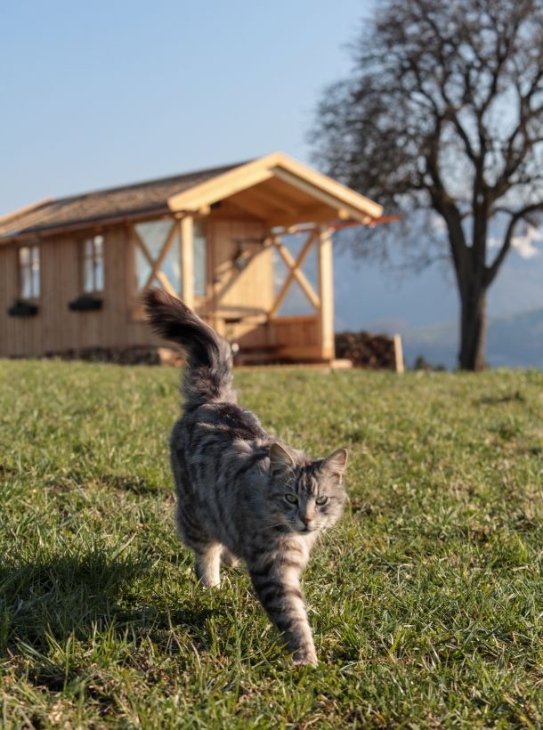 Hochhubergut Katze zum Streicheln