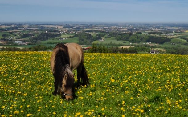 Hochhubergut Pony auf einer Wiese